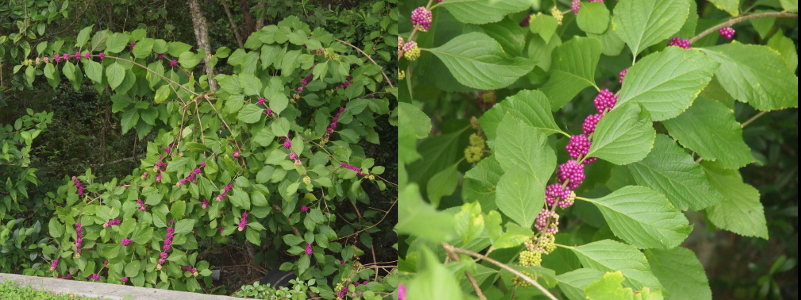[Two images spliced together. On the left is a bush. The bush is irregular in shape with lots of branches emanating in different directions. All branches have spots of purple berries along the stem. The right image is a closer view of the berries. A long branch of this berry bush has light purple berries growing at regular intervals. The ones closes to the main stalk are all purple while the ones further away graduate in color until they are all green. Some berries are part green and part purple.]